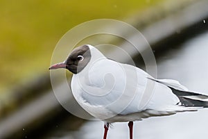 Black headed gull bird. Chroicocephalus ridibundus