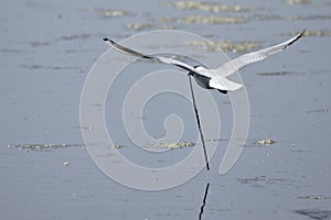 Black-headed gull carrying long stick above water