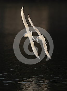 Black-headed gull chasing other for a fish catch  at Tubli bay, Bahrain