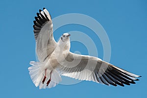 Black-headed Gull, Chroicocephalus ridibundus