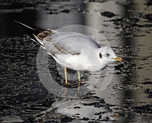 Black-headed Gull, Chroicocephalus ridibundus