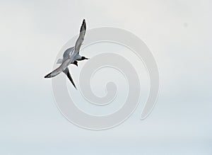 Black-headed gull (Chroicocephalus ridibundus)