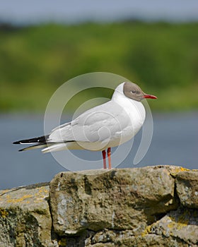 Black Headed Gull / chroicocephalus ridibundus