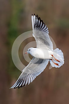 Black-headed gull - Chroicocephalus ridibundus