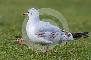 Black-headed gull - Chroicocephalus ridibundus