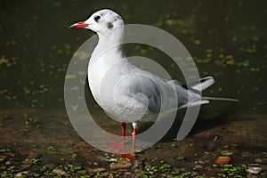 Black-headed gull (Chroicocephalus ridibundus).