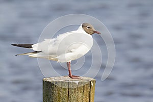 Black-headed gull, Chroicocephalus ridibundus