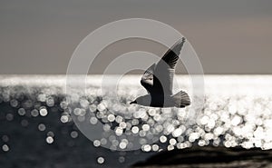 Black-headed gull Chroicocephalus ridibundus fishing in a small bay..