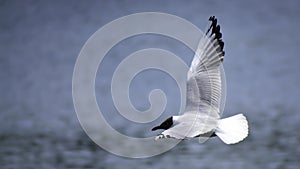 The black headed gull (chroicocephalus ridibundus) flies above the lake
