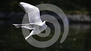 The black headed gull (chroicocephalus ridibundus) flies above the lake