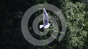 The black headed gull (chroicocephalus ridibundus) flies above the lake