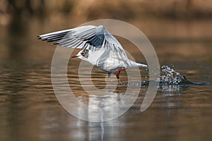 Black-headed Gull, Chroicocephalus ridibundus in the flight in winter sun rays