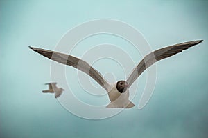 A Black headed gull (Chroicocephalus ridibundus) flying