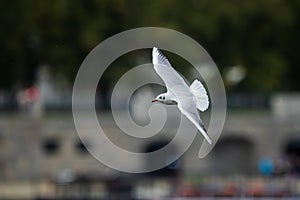 Black-headed gull Chroicocephalus ridibundus flying over the river in the city