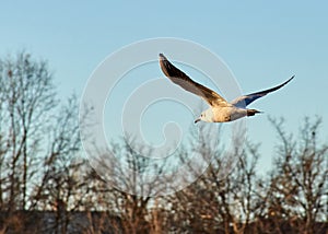 Black-headed Gull & x28;Chroicocephalus ridibundus& x29; flying over the river