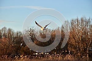 Black-headed Gull & x28;Chroicocephalus ridibundus& x29; flying over the river