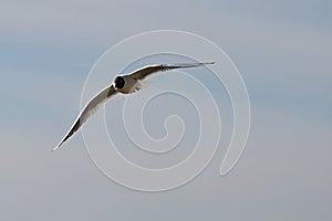 Black-headed gull Chroicocephalus ridibundus flying on slightly cloudy winter sky