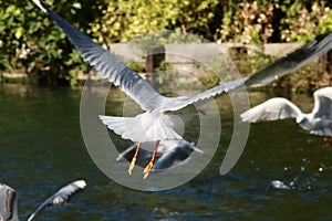 Black headed gull stretching wings over lake photo