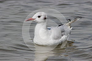 Black headed gull, Chroicocephalus ridibundus in its winter plumage