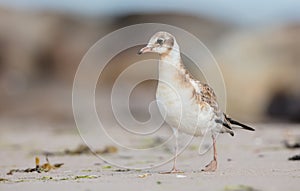 Black-headed Gull - Chroicocephalus ridibundus - juvenile bird