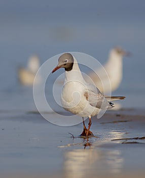 Black-headed Gull - Chroicocephalus ridibundus / Larus ridibundus