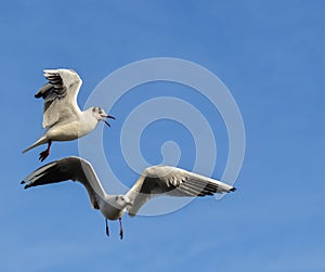 The black-headed gull Chroicocephalus ridibundus Larus ridibundus. Bird in flight with its wings spread wide, Black Sea