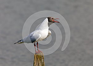 Black-headed Gull - Chroicocephalus ridibundus on a post and calling. photo