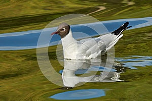 Black-headed Gull (Chroicocephalus ridibundus). Seagull is resting on the surface of the water with small waves