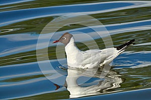 Black-headed Gull (Chroicocephalus ridibundus). Seagull is resting on the surface of the water with small waves