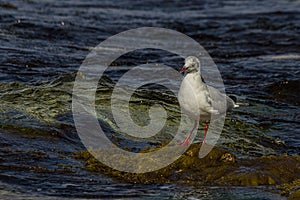 The black-headed gull Chroicocephalus ridibundus is a small gull that breeds in much of the Palearctic including Europe and also