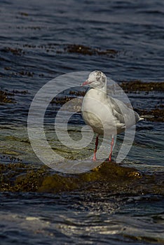 The black-headed gull Chroicocephalus ridibundus is a small gull that breeds in much of the Palearctic including Europe and also