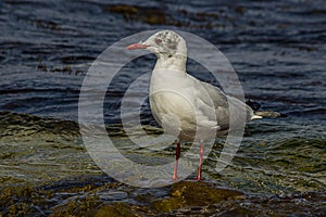 The black-headed gull Chroicocephalus ridibundus stands on the Black Sea in the surf and looks for prey