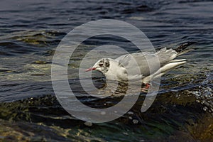 The black-headed gull Chroicocephalus ridibundus stands on the Black Sea in the surf and looks for prey