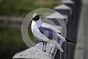 A black headed gull (chroicocephalus ridibundus) stands on the marble railing and looks around