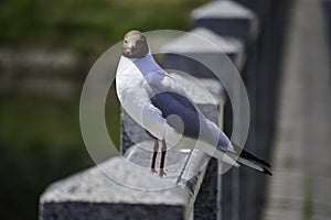 A black headed gull & x28;chroicocephalus ridibundus& x29; stands on the marble railing and looks around