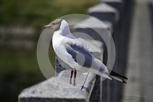 A black headed gull chroicocephalus ridibundus stands on the marble railing and looks at the lake