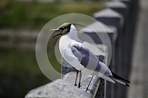 A black headed gull chroicocephalus ridibundus stands on the marble railing opening its mouth to cool down the flesh