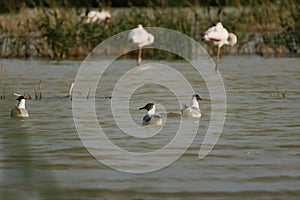 Black-headed Gull, Chroicocephalus ridibundus, swimming with flamingos sleeping in the background photo