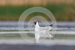 Black-headed gull (Chroicocephalus ridibundus) swimming in the wetlands