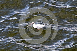 Black-headed Gull in water with food in its beak