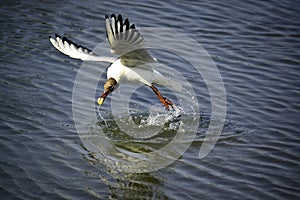 The black headed gull & x28;chroicocephalus ridibundus& x29; takes off from the water