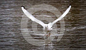 Black-headed gull Chroicocephalus ridibundus taking flight