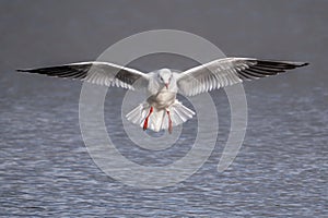 Black-headed Gull - Chroicocephalus ridibundus about to alight on water.o .