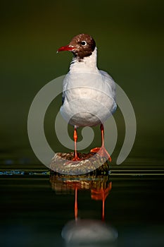 Black-headed gull Chroicocephalus ridibundus. wildlife scene from Czech republic