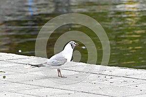 Black headed gull in city center Orebro Sweden