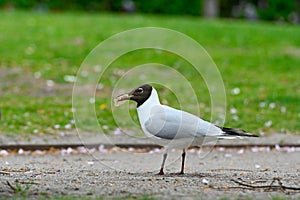 Black headed gull in city center Orebro Sweden