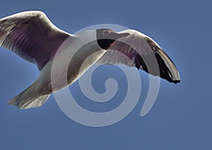 Black-headed Gull in denmafk