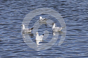 Black-headed gull of different ages sit on water