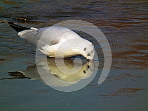 Black-headed gull drinking water