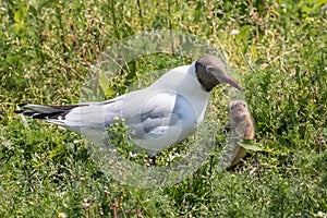 Black-headed gull feeding